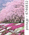 河口湖桜並木-17818