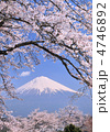 桜と富士山-222845