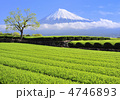 茶畑と富士山-3880