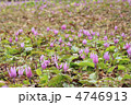 沢内村のカタクリの花