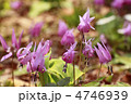 沢内村のカタクリの花