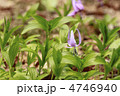 沢内村のカタクリの花