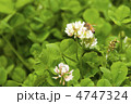 白詰草とミツバチ