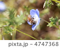 【ミツバチとネモフィラ】