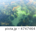 海草