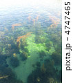 海草