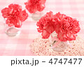 カーネーション