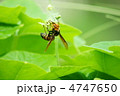 大雀蜂と荒地瓜　美味しそうにかじっています。