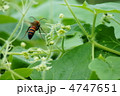 大雀蜂と荒地瓜　大雀蜂の後姿