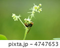 大雀蜂と荒地瓜　美味しそうにかじっています。