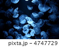 クラゲ