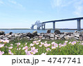昼咲月見草と東京ゲートブリッジ