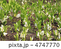 沢内村の水芭蕉 沢内村の水芭蕉