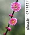 梅の花