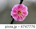 梅の花