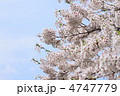 満開の桜
