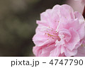 ハナモモ
