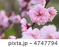 ハナモモ