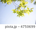 新緑