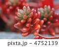 虹の珠