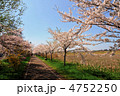 桜並木