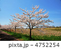 サイクリングロードの桜並木