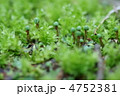 小壺苔と銭苔の花　本当は花でなく朔（さく）と言われる胞子体。