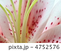 百合の花びらと蕊のバックグラウンド