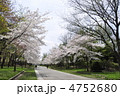 札幌中島公園の桜