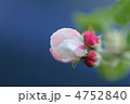 りんごのツボミ　一番花