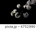 弘前の桜　Black