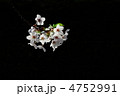 弘前の桜 Black