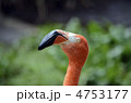フラミンゴ