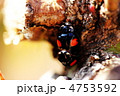 アブラムシを食べているナミテントウ