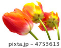 後ろ向きの暖色系グラデーションのチューリップの花