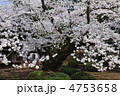 日本最古のソメイヨシノ 2012年