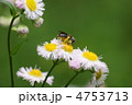 花の上の蜂