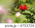 牡丹