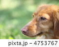 ダックス　見つめる