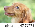 ダックス　考える