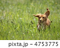 ダックス　走る