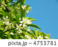 ミカンの花