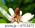 ホオノキ花