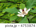 ホオノキ花