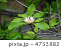 ホオノキ花