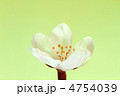 桜の花アップ　グリーンバック