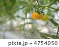 野菜