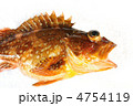 カサゴ（胴）