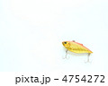 ルアー
