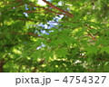 グリーン